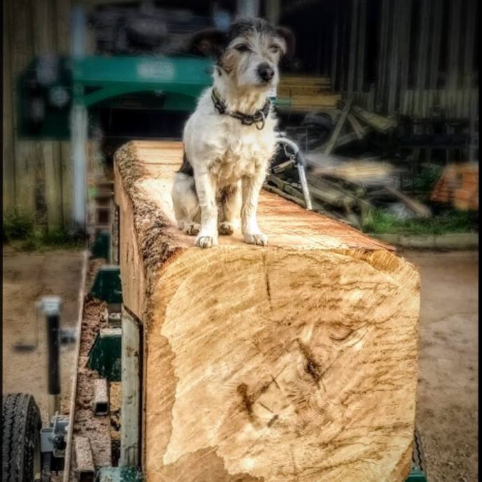 Jess, our workshop dog sitting on a freshly cut timber